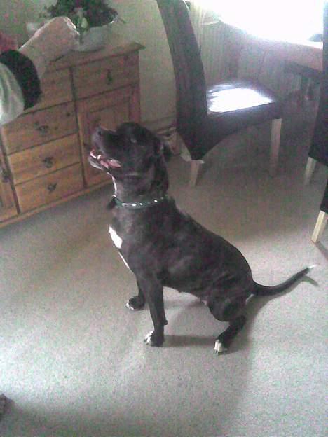 Amerikansk bulldog Frida - mor har en godbid billede 1