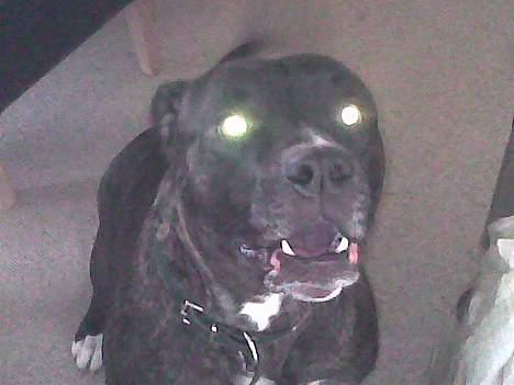 Amerikansk bulldog Frida - der er gået en dæmon i mig billede 2