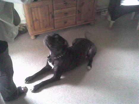 Amerikansk bulldog Frida billede 3