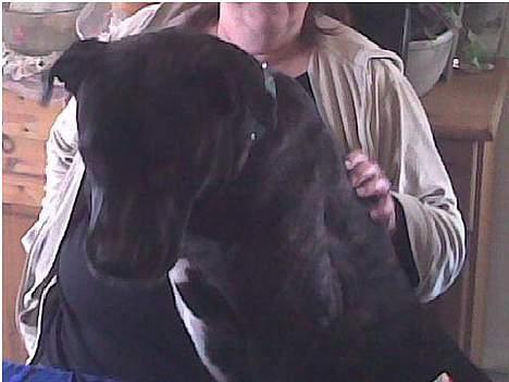 Amerikansk bulldog Frida - tror nogen gange at jeg er en skødehund billede 4