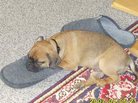 Blanding af racer Magnus - Morfa`r´s sutsko er dejlige varme... billede 2