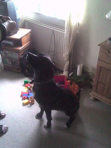 Amerikansk bulldog Frida billede 5