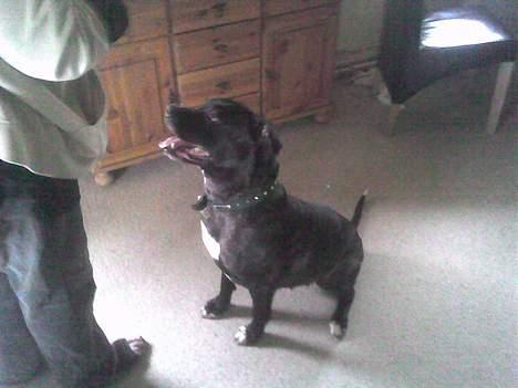 Amerikansk bulldog Frida billede 6