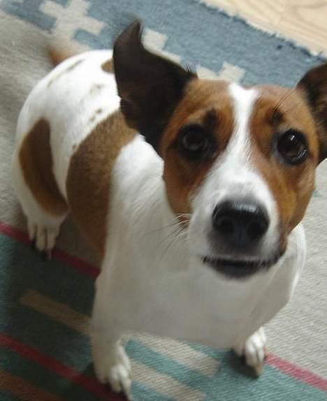 Blanding af racer Vally - Hvis i undrer jer over hendes hale er det fordi hun logrer :-P billede 8