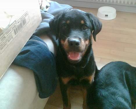 Blanding af racer Dina *Blevet Vagthund* billede 1