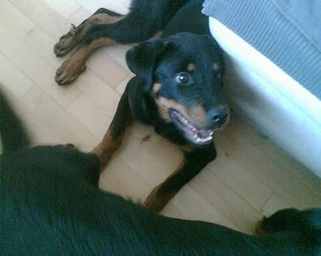 Blanding af racer Dina *Blevet Vagthund* billede 2