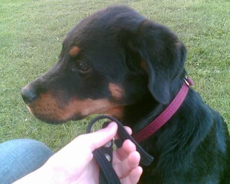 Blanding af racer Dina *Blevet Vagthund* - Samme dag som jeg fik hende. Hun var ca 4-5 måneder billede 3