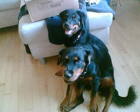 Blanding af racer Dina *Blevet Vagthund* - Det var dengang Dina var den mindste (: billede 4