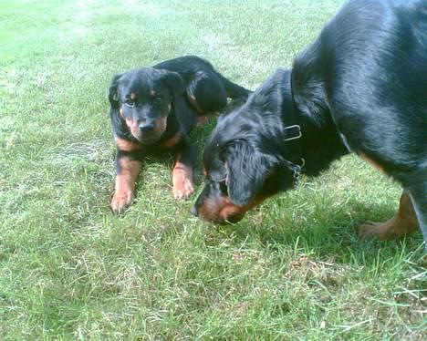 Blanding af racer Dina *Blevet Vagthund* billede 5