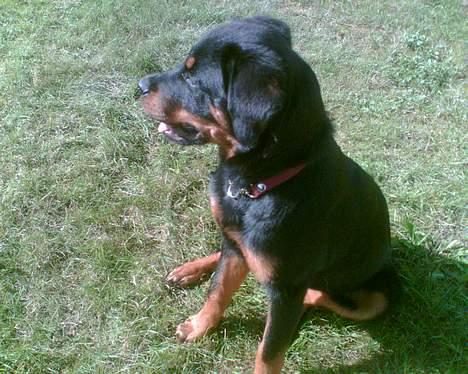 Blanding af racer Dina *Blevet Vagthund* billede 6