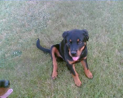 Blanding af racer Dina *Blevet Vagthund* billede 7