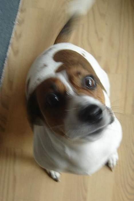 Blanding af racer Vally - Her ligner Vally så ikke helt sig selv. *gGGG* billede 9