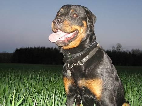 Blanding af racer Dina *Blevet Vagthund* - Tit tit billede 8