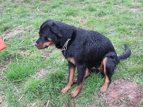 Blanding af racer Dina *Blevet Vagthund* - Sidder lige og tager en slapper :o) billede 9