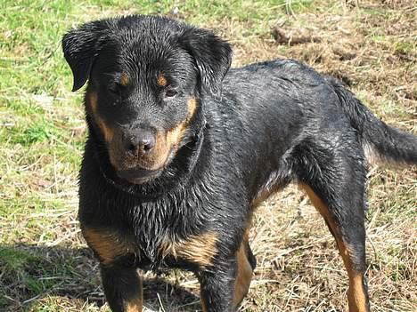 Blanding af racer Dina *Blevet Vagthund* billede 10