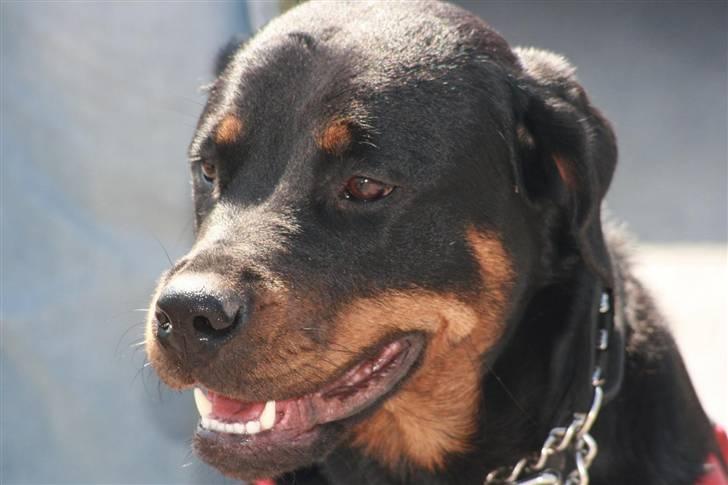 Blanding af racer Dina *Blevet Vagthund* - Et billed af Dina taget den 5/5 til træffet i horsens. billede 11