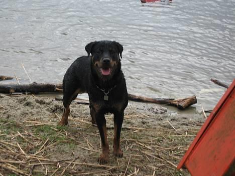 Blanding af racer Dina *Blevet Vagthund* billede 12