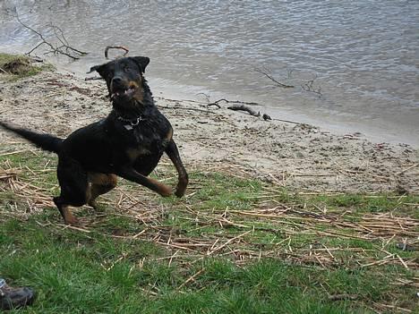 Blanding af racer Dina *Blevet Vagthund* - Neeeeej, en booold. Kast den så far.! billede 13