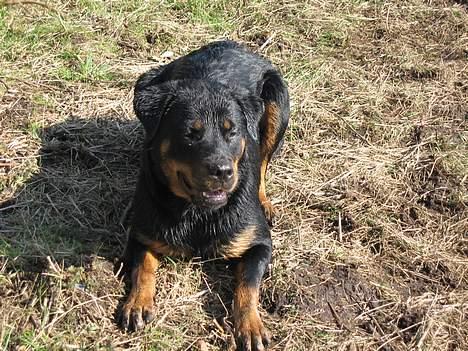 Blanding af racer Dina *Blevet Vagthund* billede 15