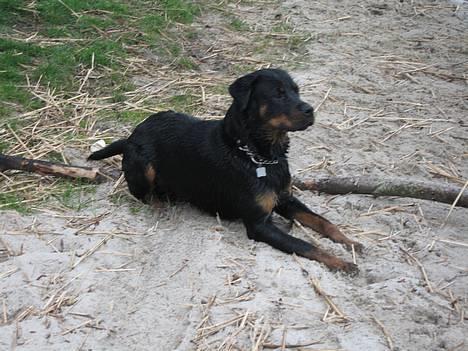 Blanding af racer Dina *Blevet Vagthund* - Er det ikke bare en fin pind jeg har fundet mig mor (: ? billede 16