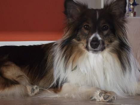 Shetland sheepdog  lucca - 14) billede 14