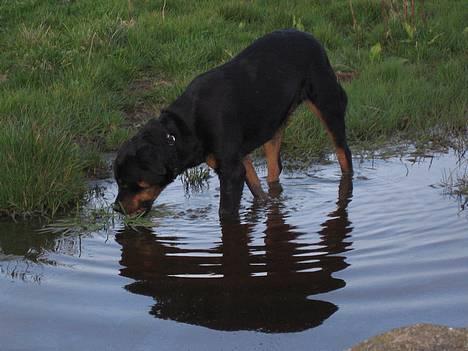 Blanding af racer Dina *Blevet Vagthund* - Mmm, stilhed! Endelig. billede 18