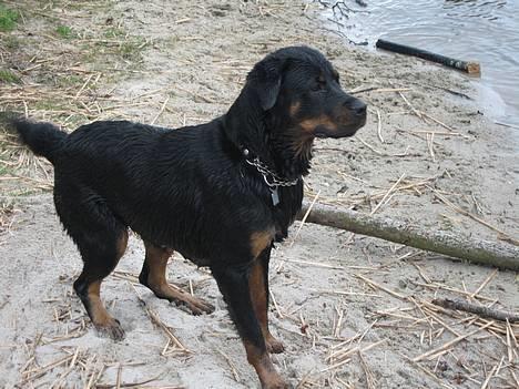 Blanding af racer Dina *Blevet Vagthund* - Er den helt derude far? For jeg henter den altså ikke. billede 19