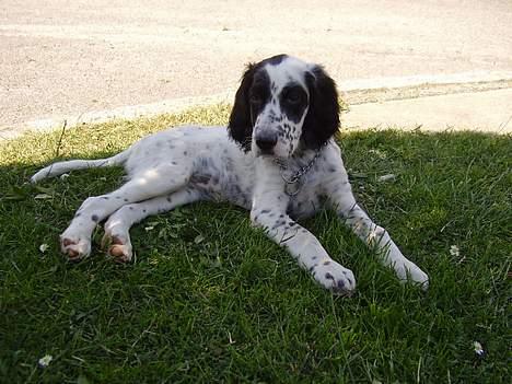 Engelsk setter Pibemølle Britney - Daisy 10 uger gammel billede 1