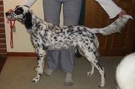 Engelsk setter Pibemølle Britney - Daisy 10 mdr gammel billede 2