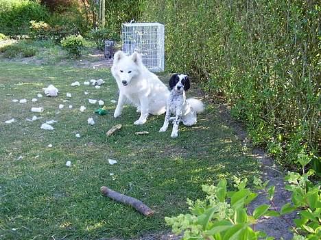 Engelsk setter Pibemølle Britney - Vi laver aldrig ballade!  billede 4