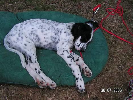 Engelsk setter Pibemølle Britney - Zzzzzzzzz billede 5