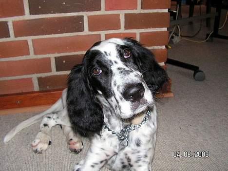 Engelsk setter Pibemølle Britney - Hvad?? billede 6