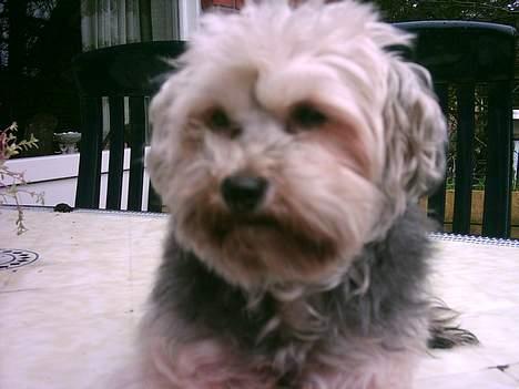 Bichon havanais Pepsi (død d.26/6-13) billede 20