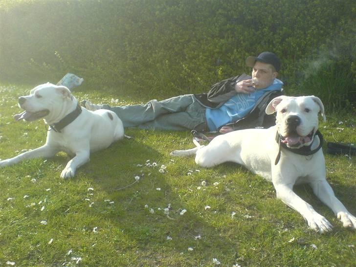 Amerikansk bulldog Chico - Se lige mig. billede 1