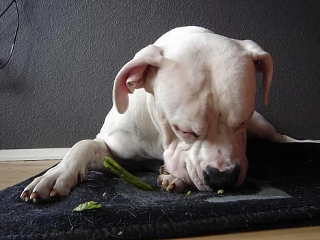 Amerikansk bulldog Chico - Find ærten billede 2