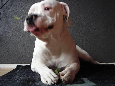 Amerikansk bulldog Chico - Skallen spytter vi lige ud  billede 3