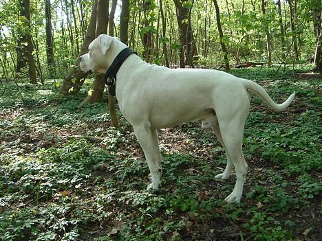 Amerikansk bulldog Chico billede 4