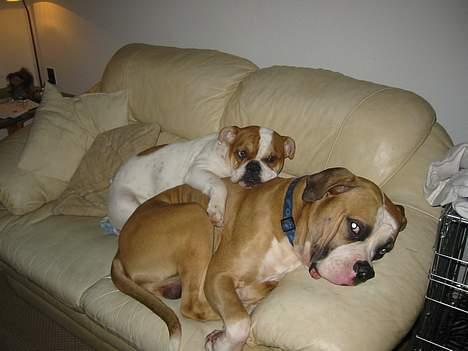 Amerikansk bulldog zeus billede 17