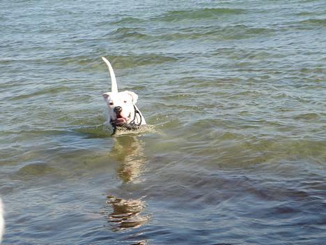 Amerikansk bulldog Chico - Tager lige en bader billede 5