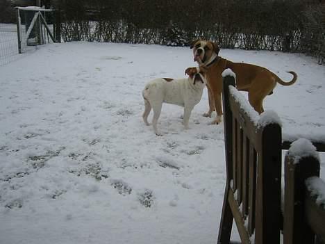 Amerikansk bulldog zeus billede 18