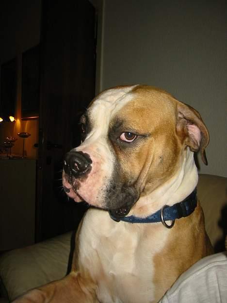 Amerikansk bulldog zeus billede 19