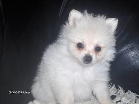 Pomeranian sofus - sofus,kun 8 uger gammel billede 1