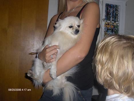 Pomeranian sofus - elsker at hænge på armen og blive nusset billede 2