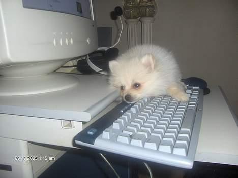 Pomeranian sofus - hold op hvor var han nysgerrig billede 3