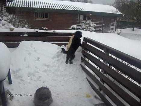 Pomeranian sofus - han står ikke tilbage for den store hund billede 5