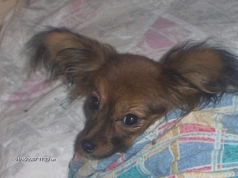 Blanding af racer barbie - Barbie hygger under den varme dyne billede 4