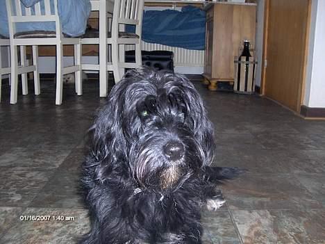 Blanding af racer bølle - Bølle ligger og daser billede 1