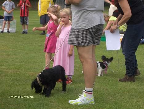 Blanding af racer bølle - ikke ret gammel og med min datter til dyrskue billede 3