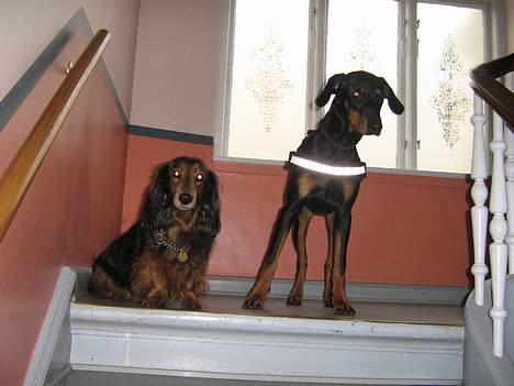 Dobermann Tempo billede 19