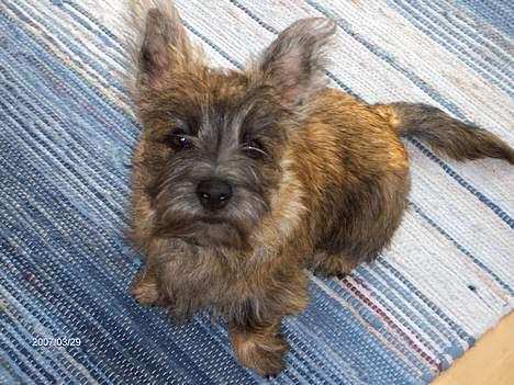 Cairn terrier Bellos billede 1